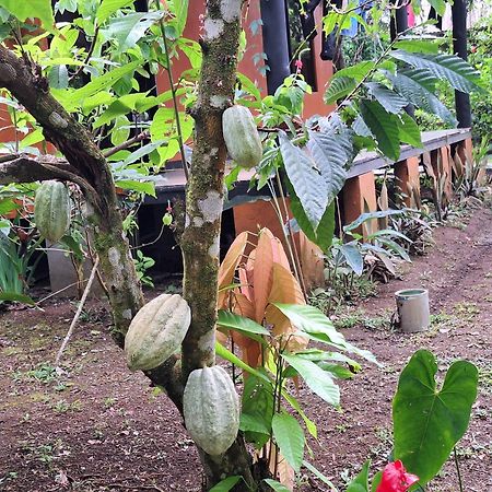 Cabinas Corcovado Green Parrot, Los Planes Drake Drake Bay Exterior foto
