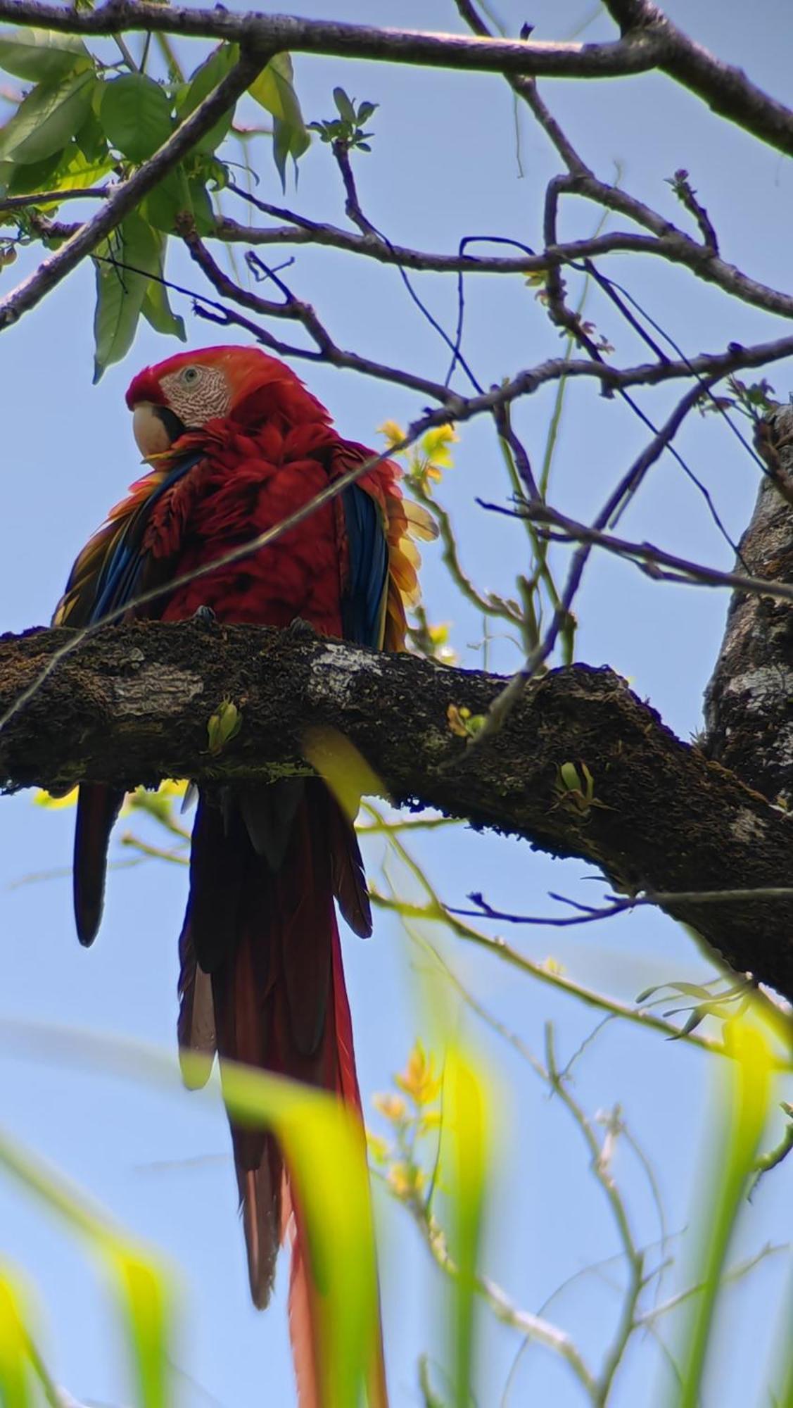 Cabinas Corcovado Green Parrot, Los Planes Drake Drake Bay Quarto foto
