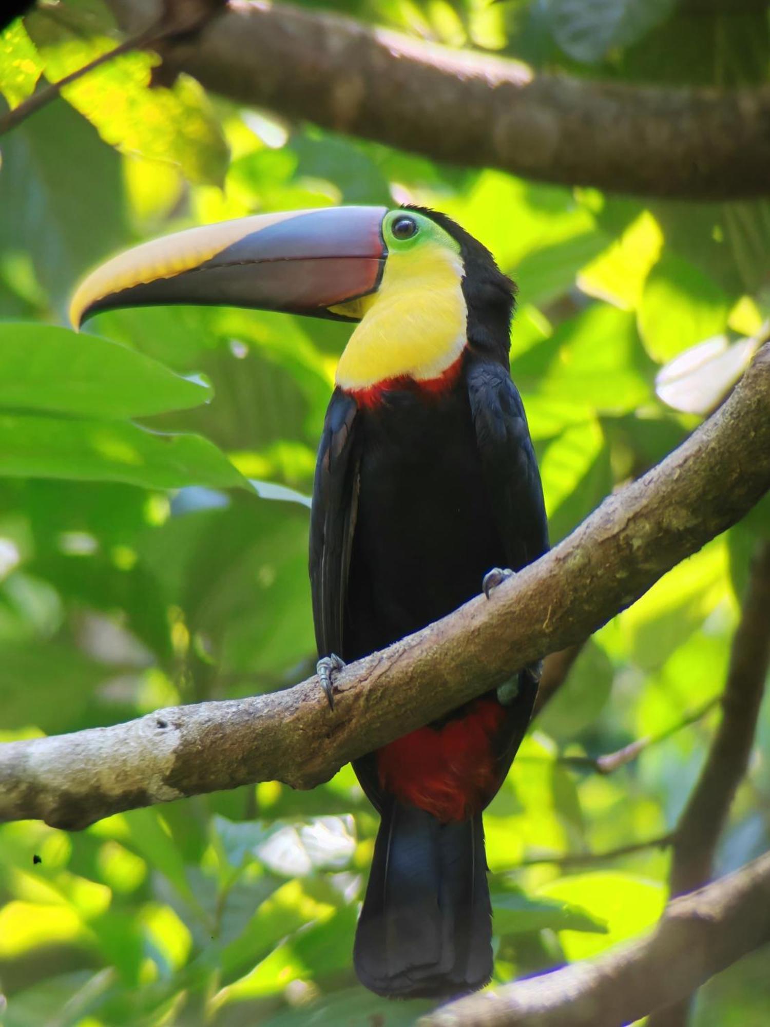 Cabinas Corcovado Green Parrot, Los Planes Drake Drake Bay Quarto foto