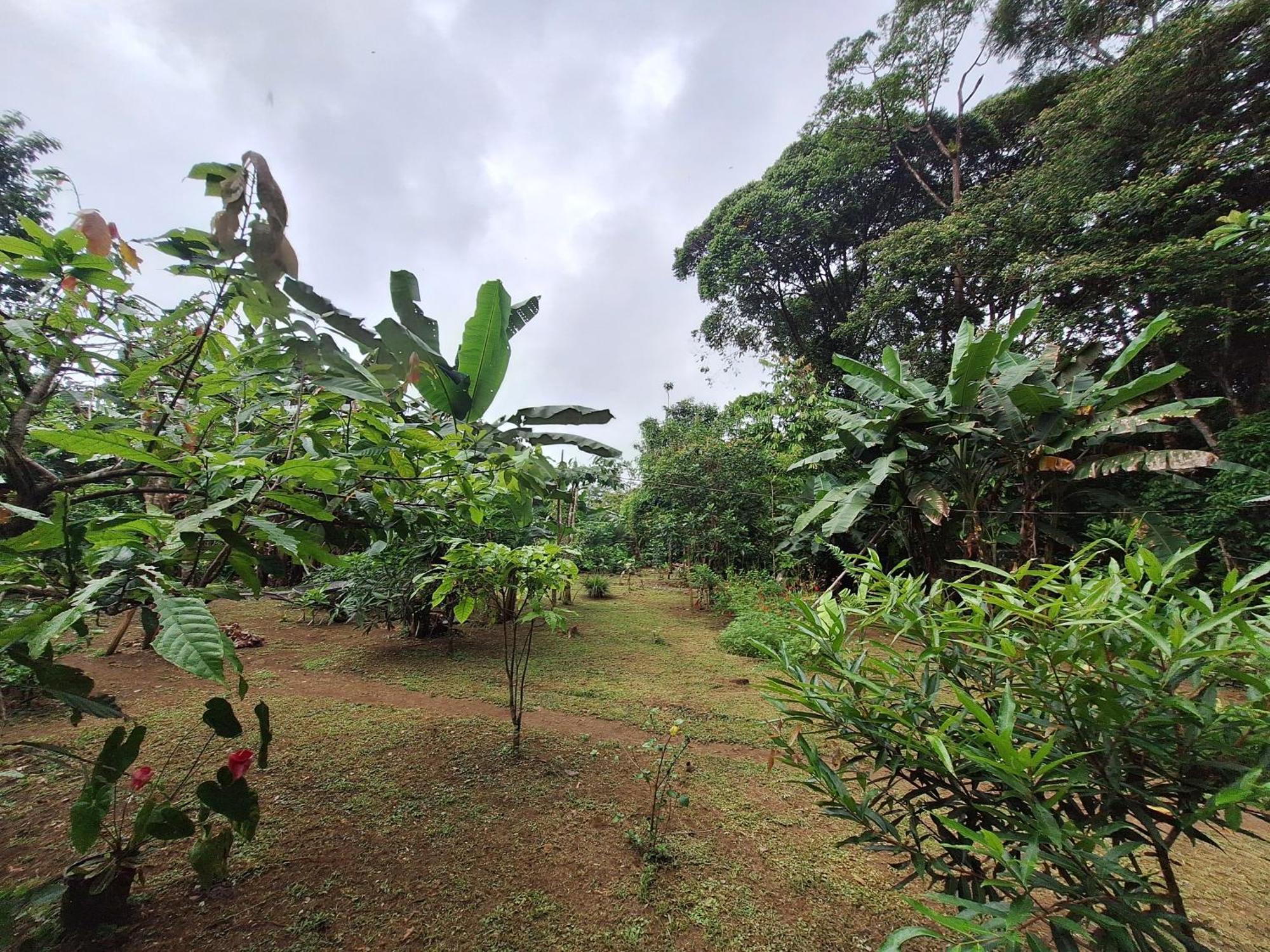 Cabinas Corcovado Green Parrot, Los Planes Drake Drake Bay Exterior foto