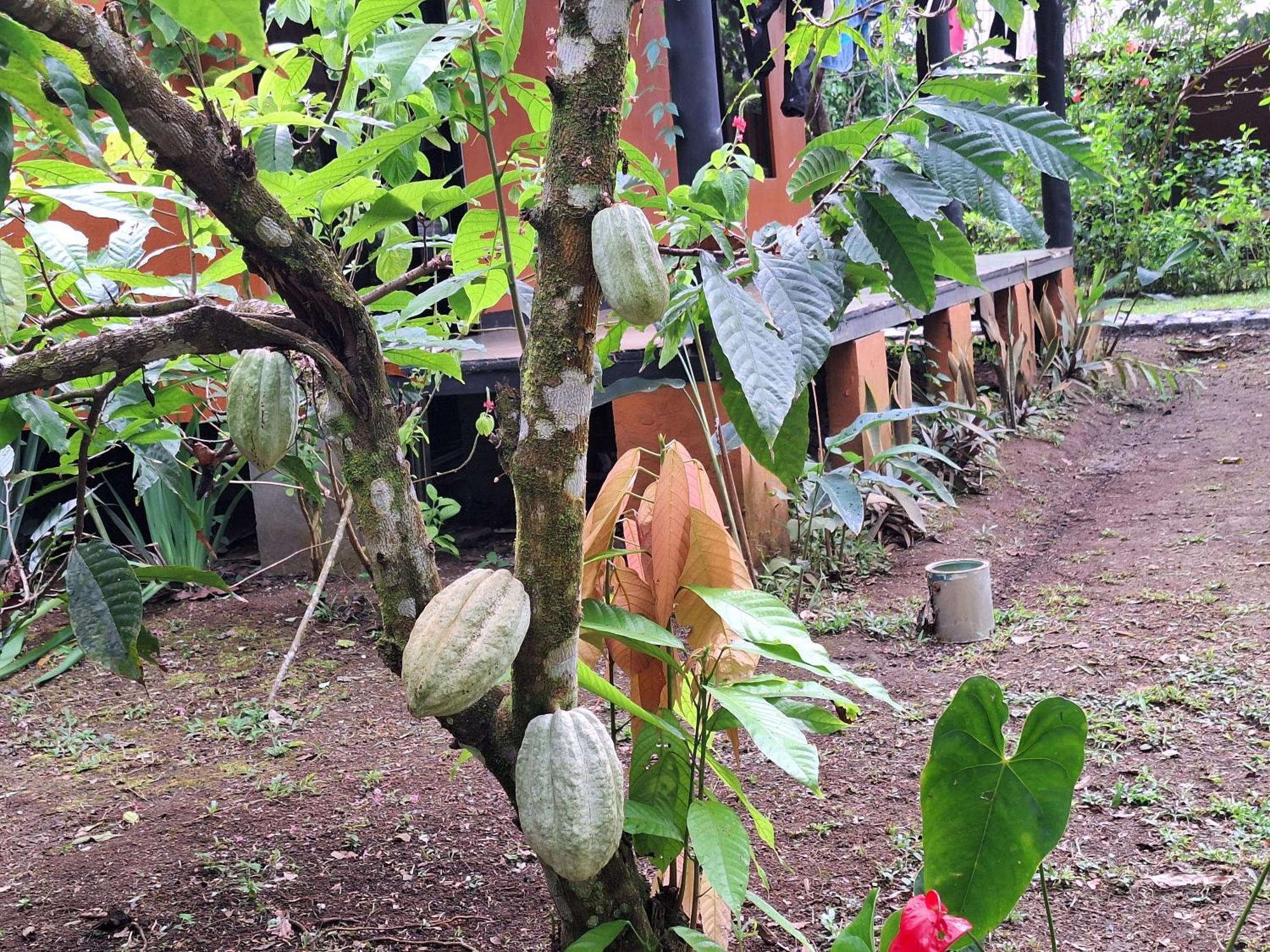 Cabinas Corcovado Green Parrot, Los Planes Drake Drake Bay Exterior foto