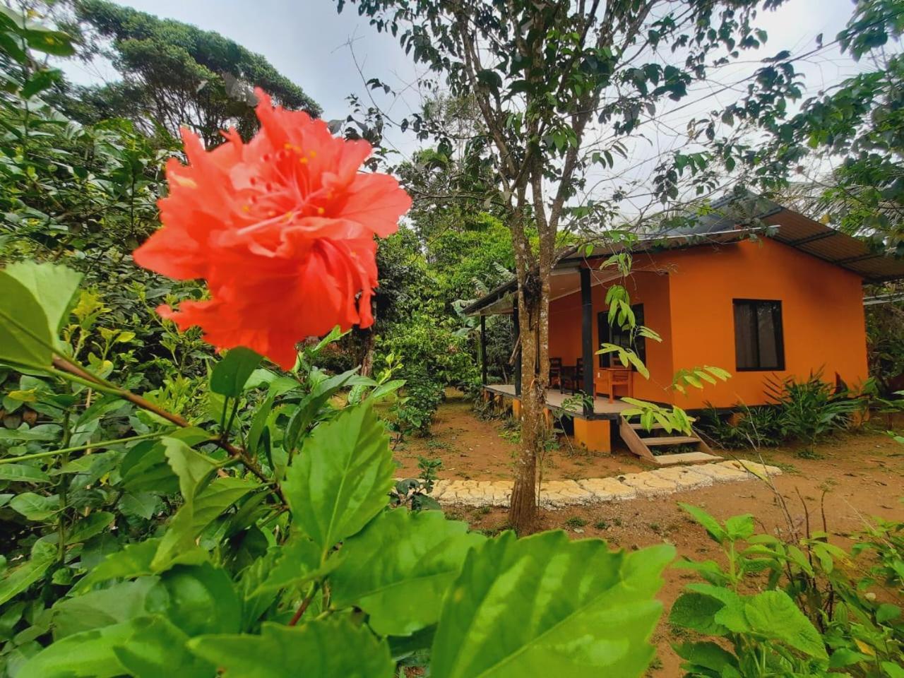 Cabinas Corcovado Green Parrot, Los Planes Drake Drake Bay Exterior foto
